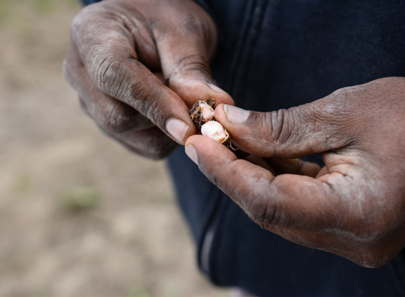 A close up of someone's hands. They have broken up a nut or seed and are showing the contents on the inside.