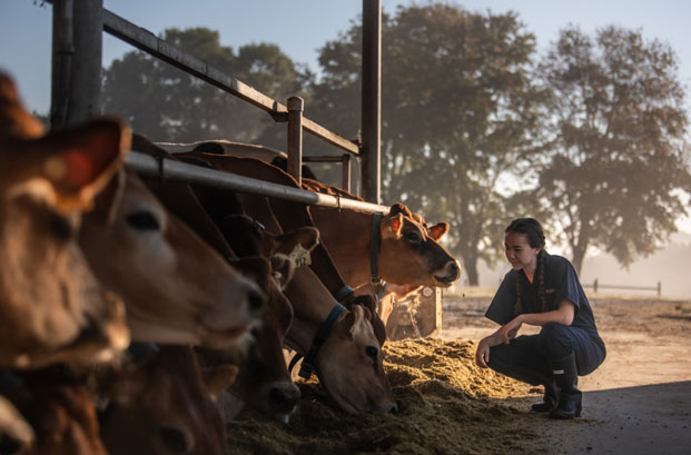 Marena crouches down next to a group of cows in an inclosure that are eating food off the ground.