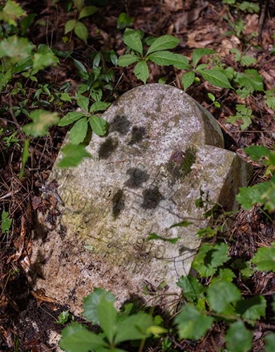 Older headstone in the woods surrounded by new growth.