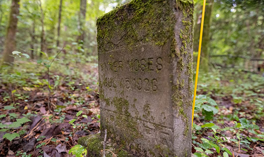 Moss covered gravestone standing among green saplings.