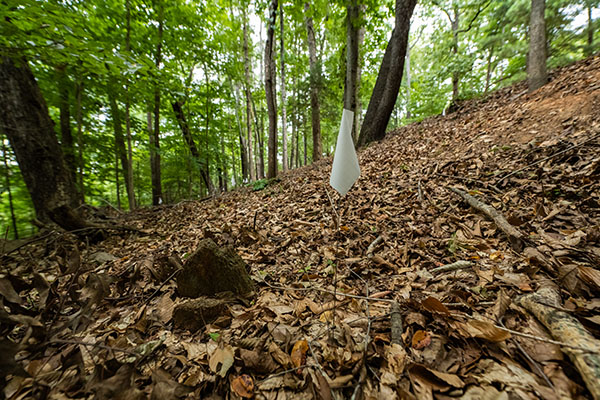 A white flag designating an unmarked grave sits next to a field stone in Woodland Cemetery on the Clemson campus.