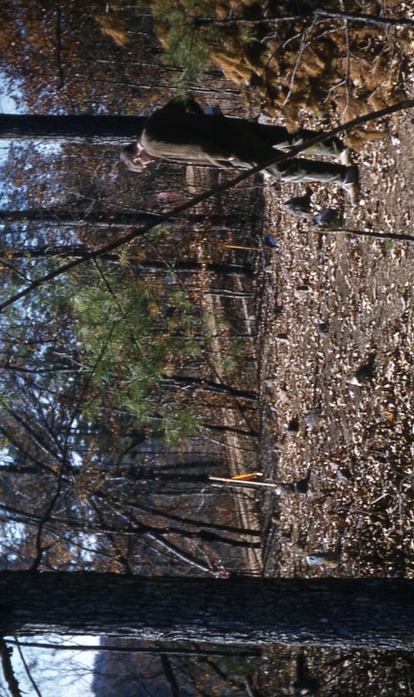 A man stands near fieldstones in Cemetery Hill, circa 1950s-1960.