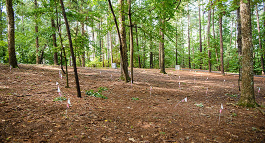 White flags mark the location of unmarked burials found using ground penetrating radar.