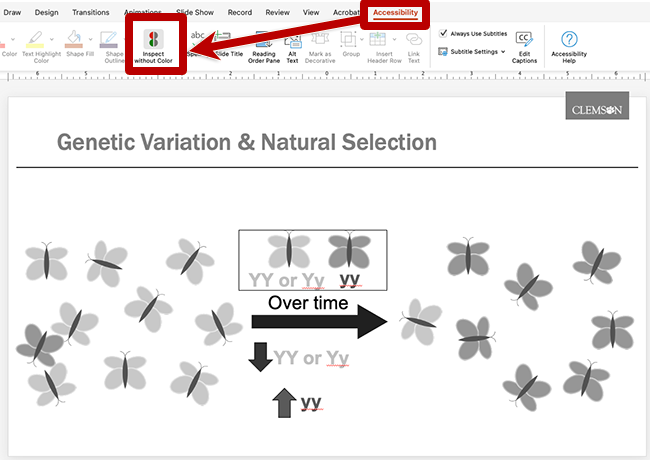 PowerPoint slide in gray scale showing butterflies and a diagram of genotype frequencies changing over time; the Accessibility tab and inspect without color are highlighted.