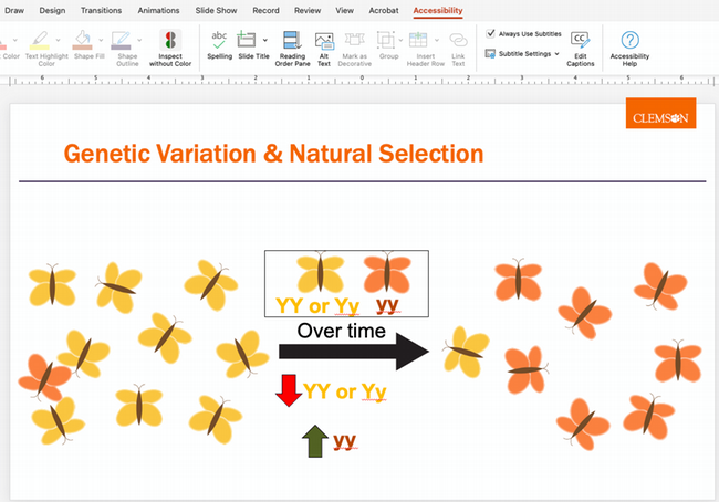 PowerPoint slide showing yellow and orange butterflies and a diagram of genotype frequencies changing over time; the Accessibility tab and inspect without color are highlighted.