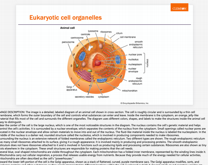 Complex, labeled diagram of an animal (eukaryotic) cell on a PowerPoint slide with the image's long description in the slide notes.