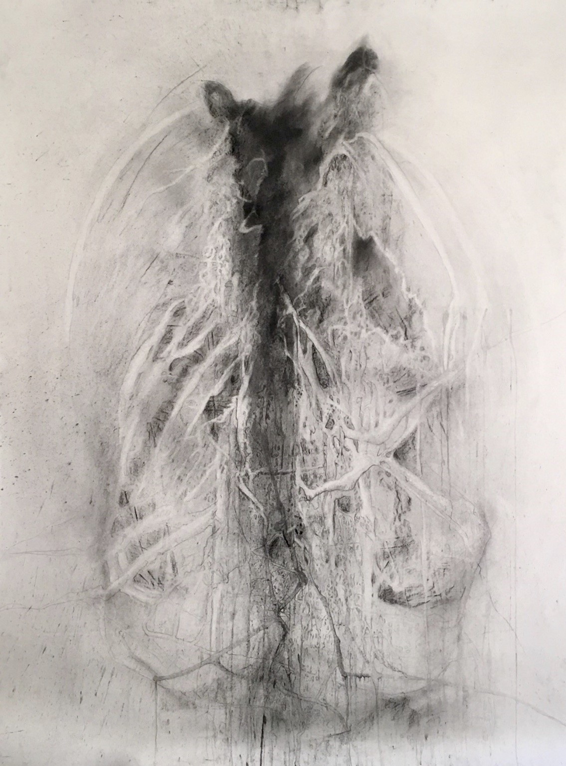 Andrea Garland | MFA 2019 | Vivisection | Charcoal on embossed paper