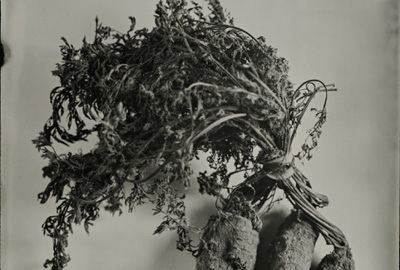 Travis Linville | MFA 2003 | Carrots | Wet plate collodion - tintype