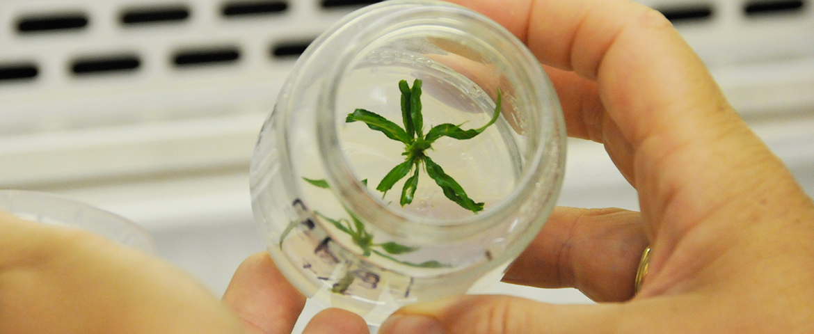 close up of scientist hands holding a clear lab dish with a plant specimen 