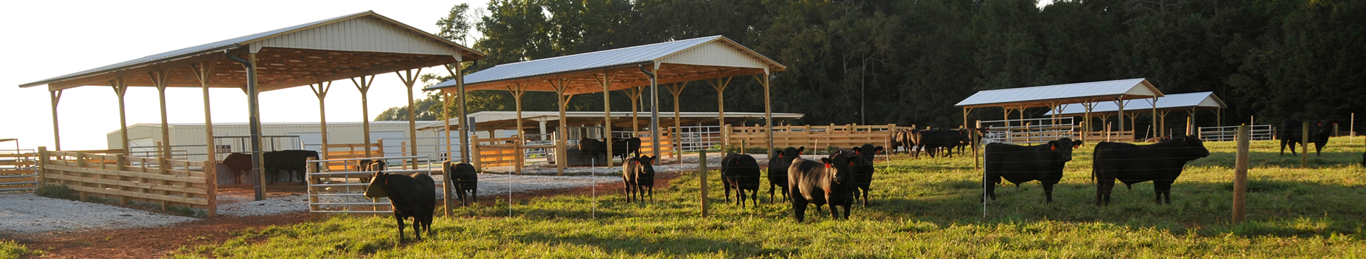 cow feeder in a pasture under shelted awnings and cows nearby