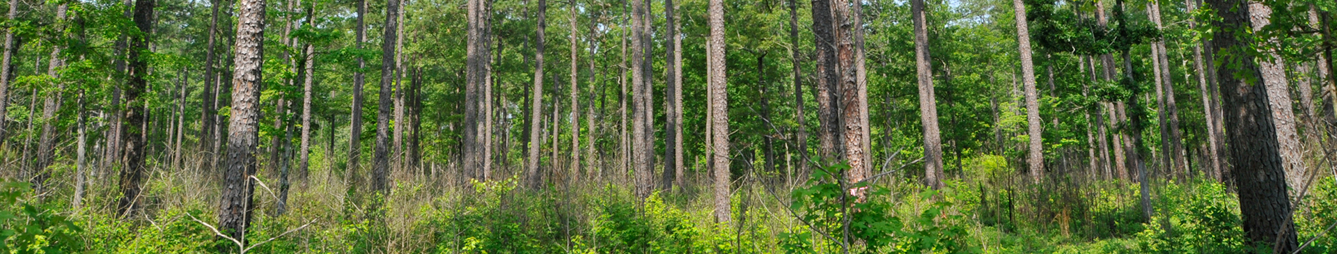 pine forest