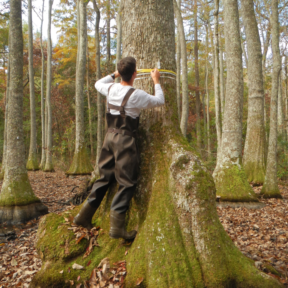 baruch scientist measuring the circumference of a cypress tree trunk