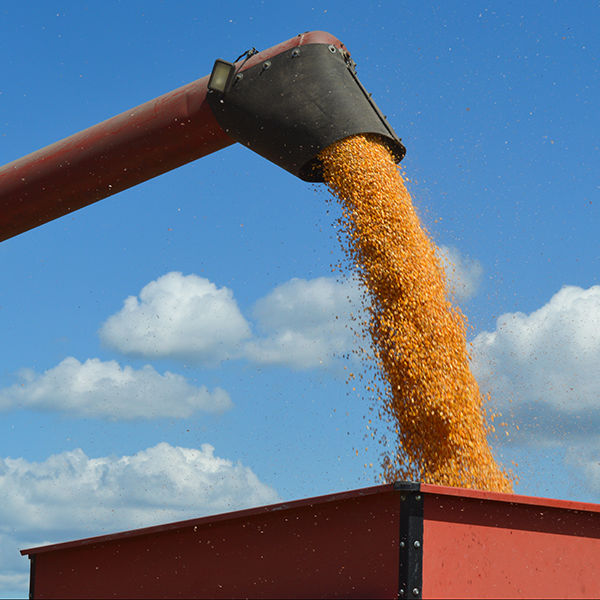 grain being harvested at pee dee rec