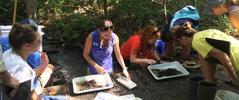 Stream ecology sampling