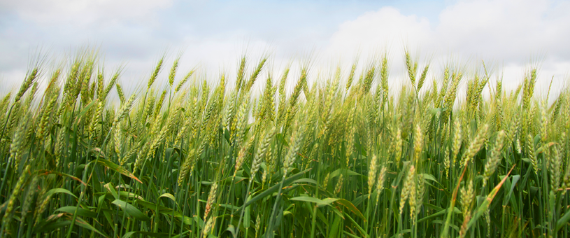 tips of wheat plants