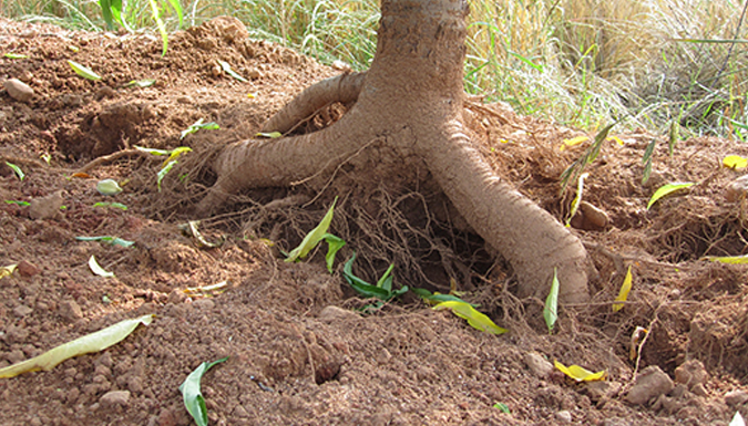close up of peach tree trunk and roots
