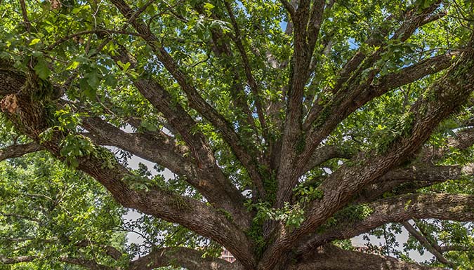 Centennial Oak