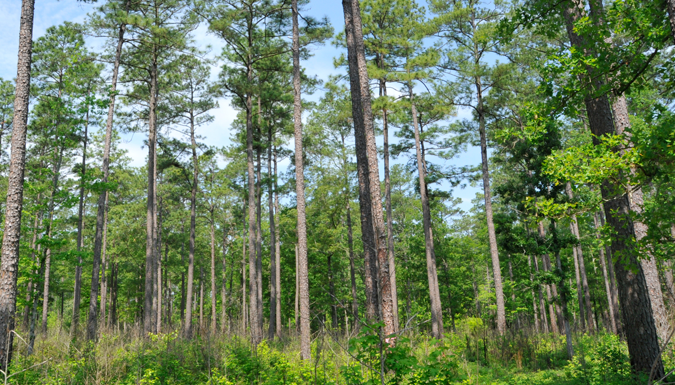 Pine forest