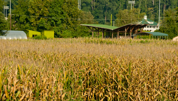 grain crops in front of farm shelter