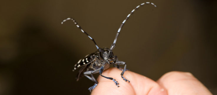 close up of an asian longhorned beetle on someone's finger