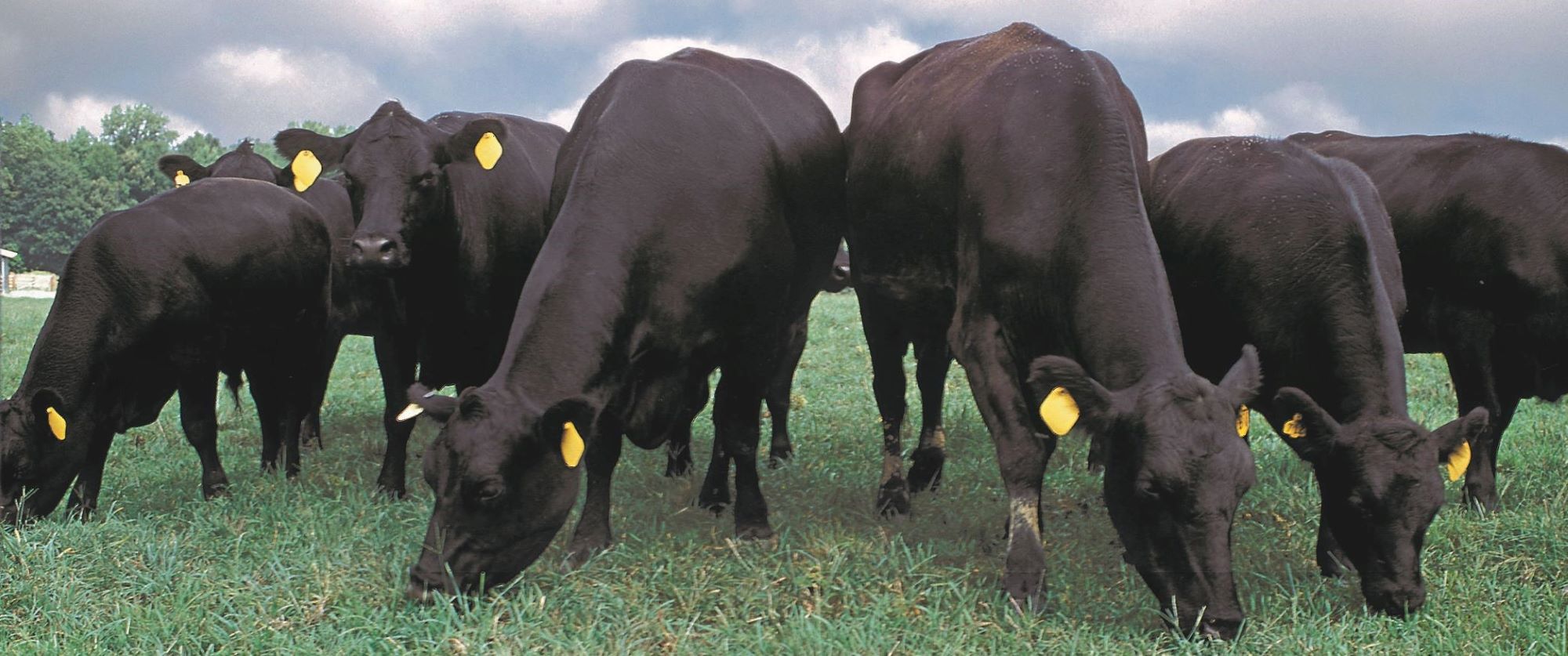 beef cattle grazing