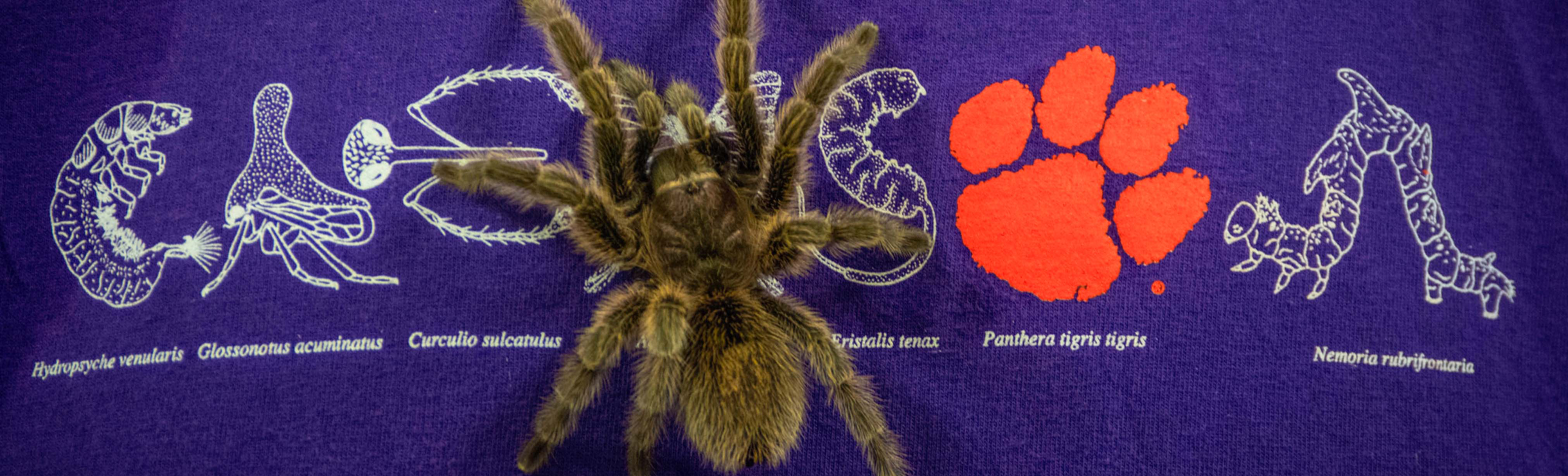 live tarantula on a shirt with the entomology club logo on it