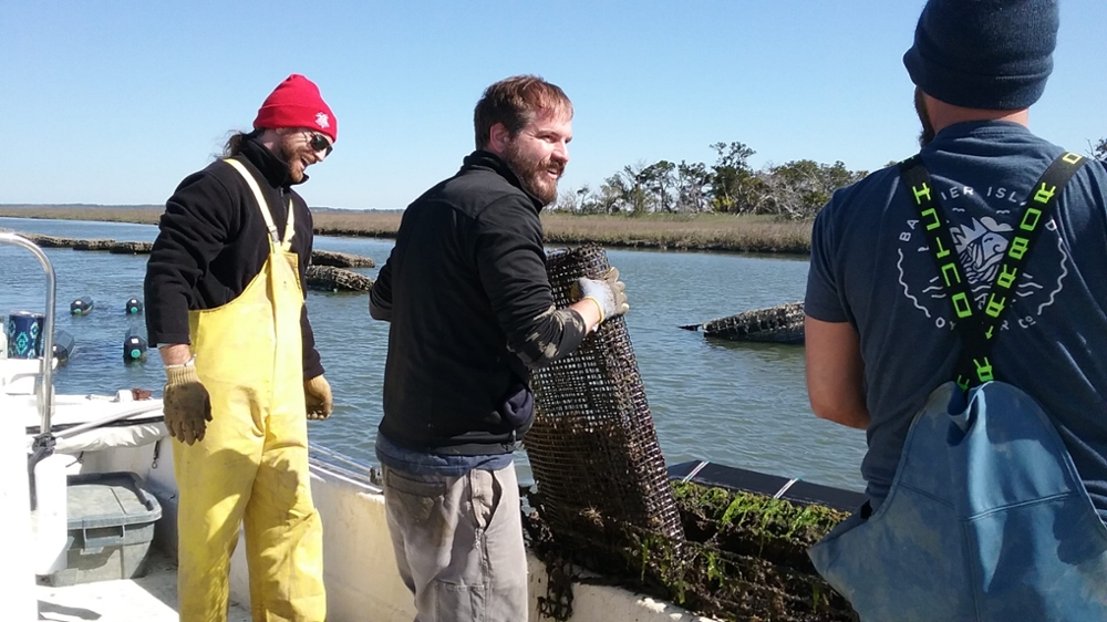 gathering cages south carolina sea grant consortium barrier island