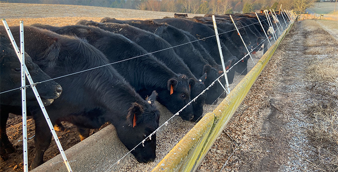 cows in a row