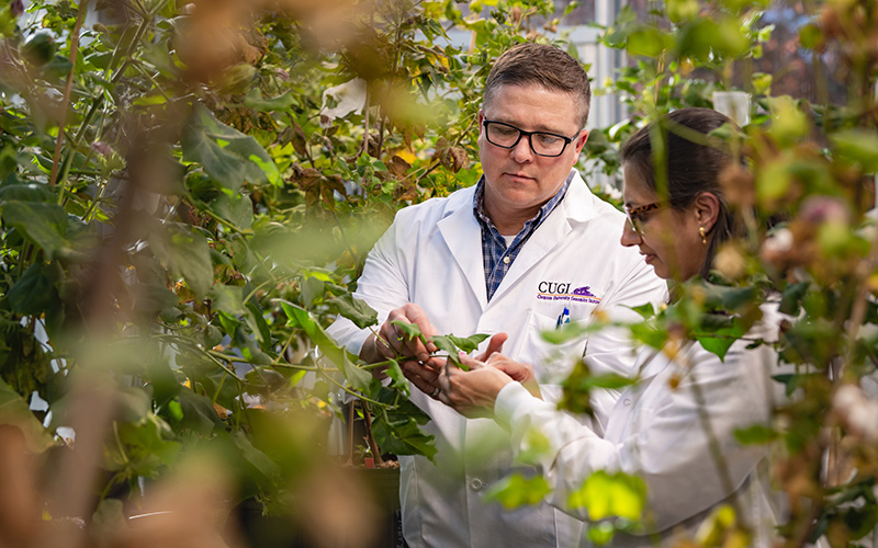scientists analyzing space cotton in garden