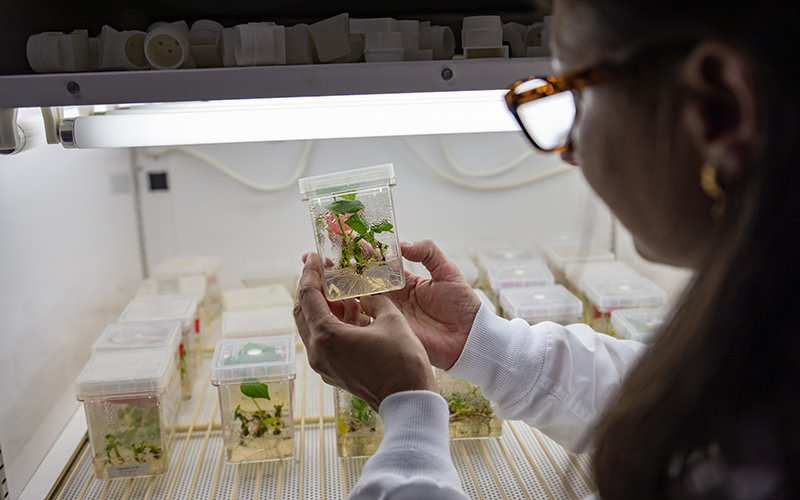 scientists analyzing space cotton in lab