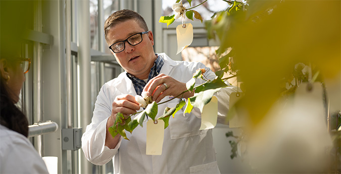 researcher looking at cotton