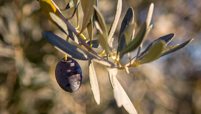 olive branch