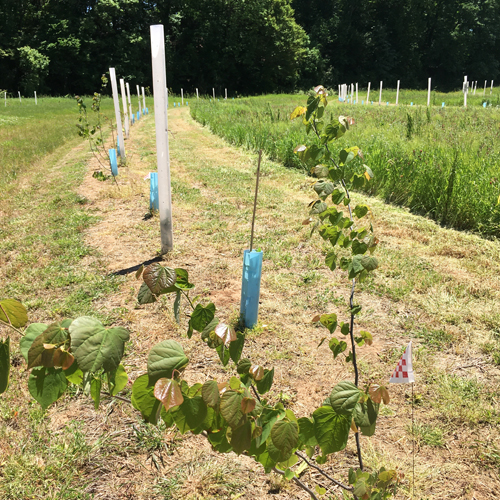 young trees planted in rows