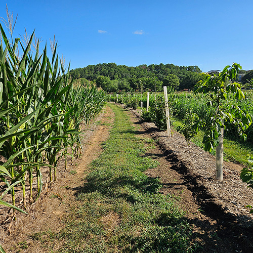 young trees planted in rows