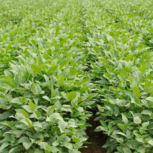 close up of soybeans growing in rows