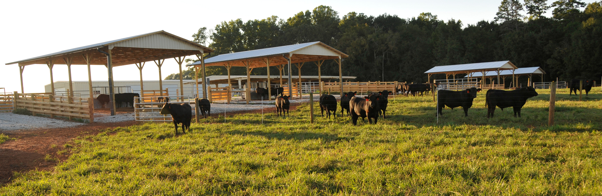 cows standing in farm