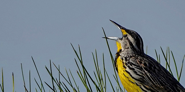 canary in pine forest