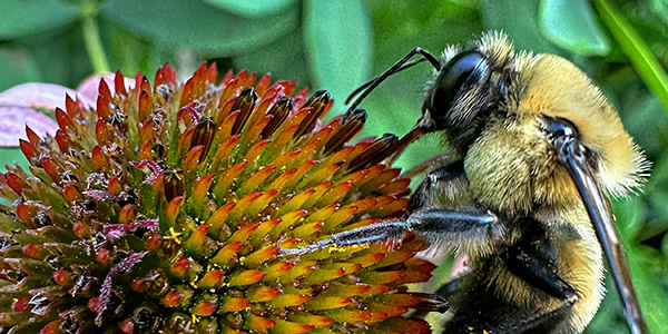 bee on flower