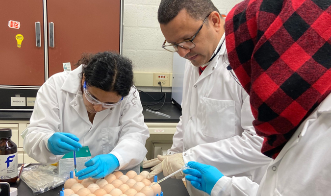 3 graduate students in a lab focused on work with poultry eggs