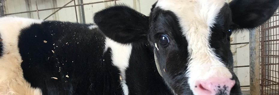 cute black and white calf