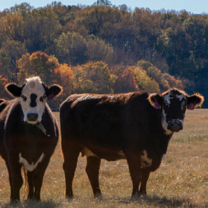 Cattle in field with trees in the background.