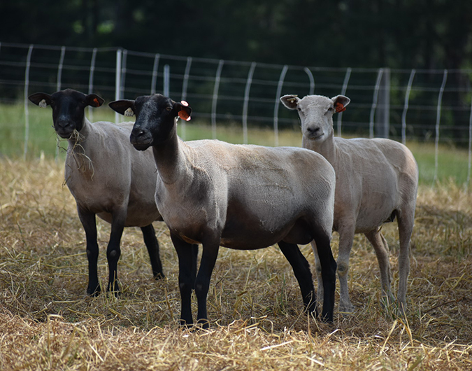 three ewes about to eat in field