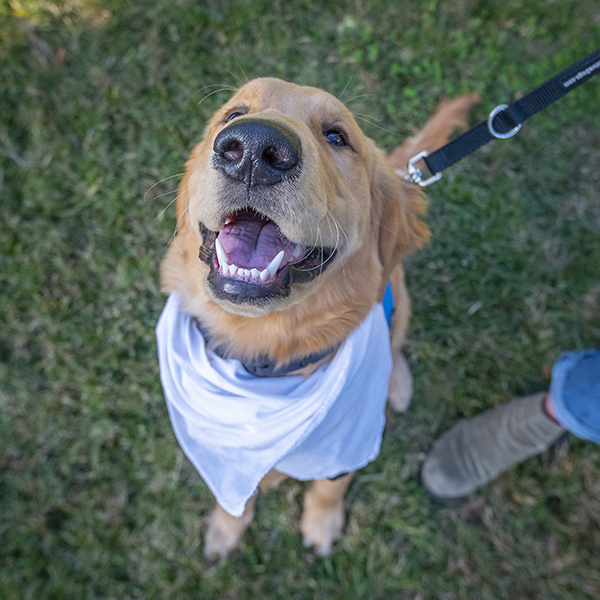 smiling golden retriever on clemson campus