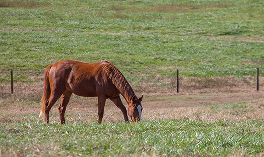 horse grazing in field