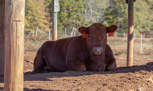 bull lying down at simpson beef farm