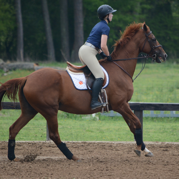 clemson student riding a horse