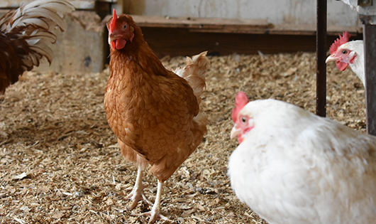 Tetra flock at Morgan Poultry Center