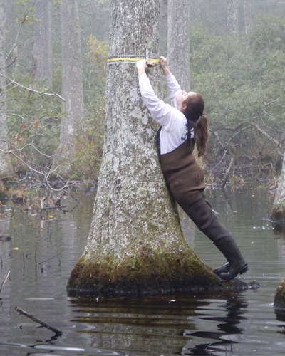 woman measuring a cypress tree