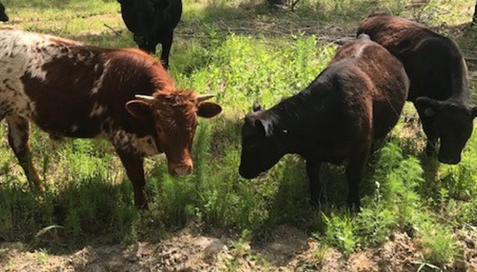 cows grazing on grasses in the forest floor