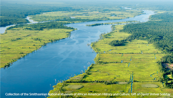 Aerial view of rice fields